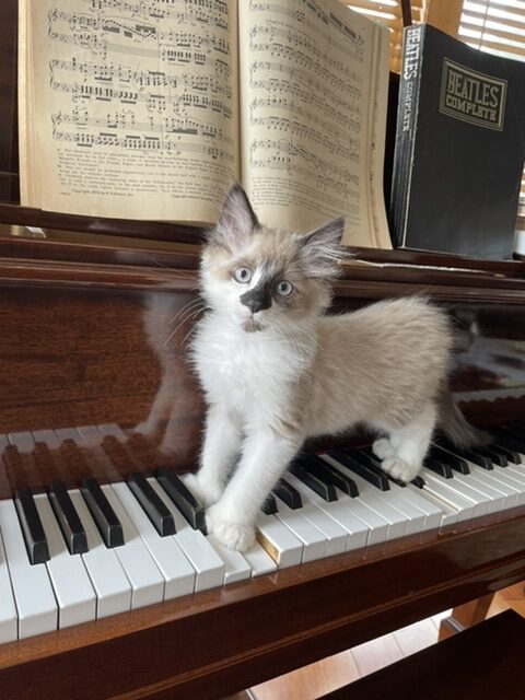 Kitten & Piano 